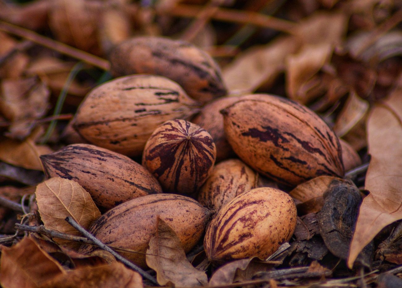 Pecan Season in the Backyard